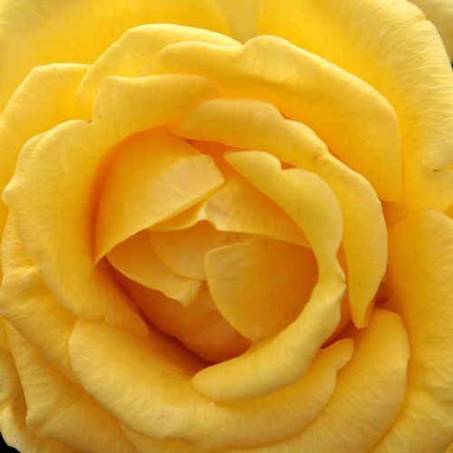 Rosa Csodálatos Mandarin - mierna vôňa ruží - Stromkové ruže s kvetmi čajohybridov - žltá - Márk Gergelystromková ruža s rovnými stonkami v korune - -